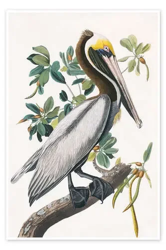 Pelícano de John James Audubon Master Collection