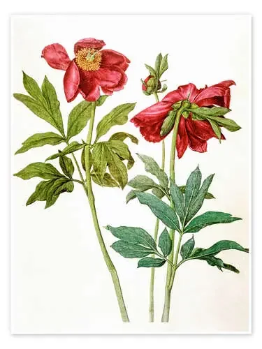 Peonias de Albrecht Dürer akg-images