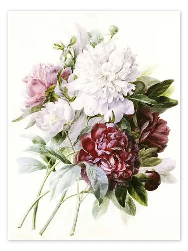 Peonias de Pierre Joseph Redouté Master Collection