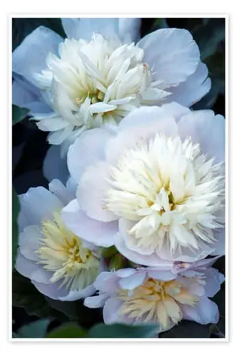 Peony (Paeonia lactiflora) de Maria Mosolova Science Photo Library