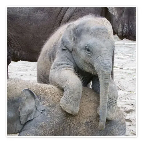 Pequeño elefante Editors Choice