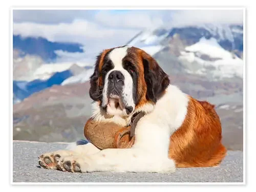 Perro san bernardo Editors Choice
