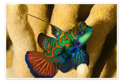 Pez mandarín de Dave Fleetham Design Pics