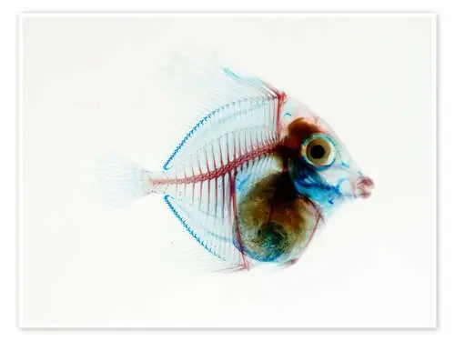 Pez transparente Science Photo Library