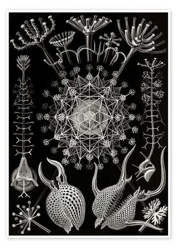 Phaeodaria (Obras de arte de la naturaleza, 1899) de Ernst Haeckel Master Collection