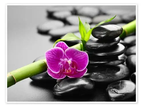 Piedras, Bambús y orquídeas Editors Choice