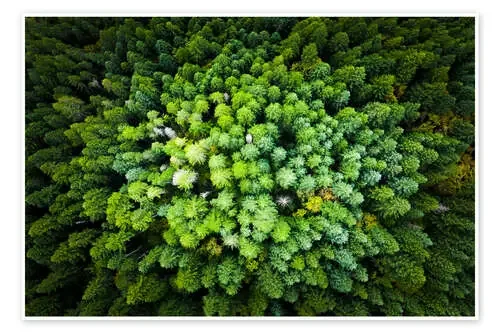 Pine forest from a bird‘s eye perspective de Ulrich Beinert
