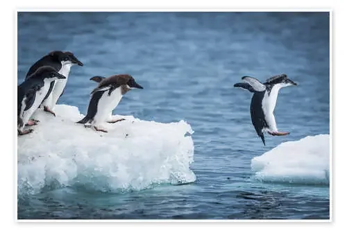 Pingüinos Adelia entre dos témpanos de hielo de Nick Dale Design Pics