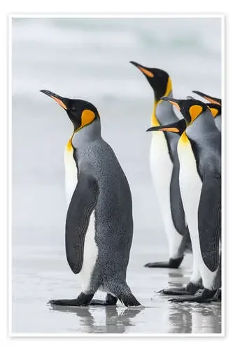 Pingüinos rey en las islas Falkand de Martin Zwick Danita Delimont