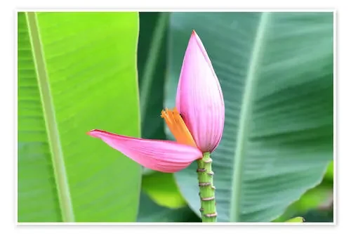 Pink banana blossom Editors Choice