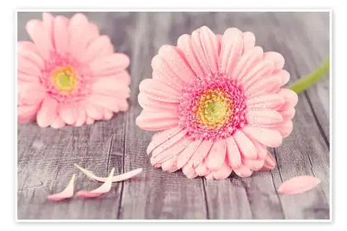 Pink Gerbera de pixelliebe