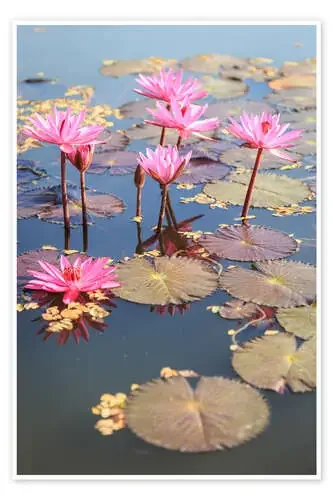 Pink lotus flower Editors Choice