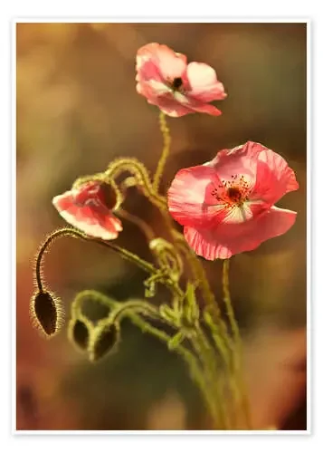 Pink poppies in my garden de Jaroslaw Blaminsky