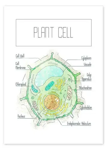 Plant Cell de RNDMS