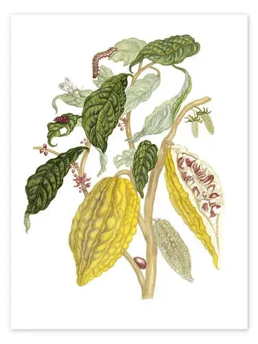 Planta del cacao de Maria Sibylla Merian Master Collection