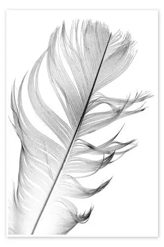 Pluma delicada Editors Choice