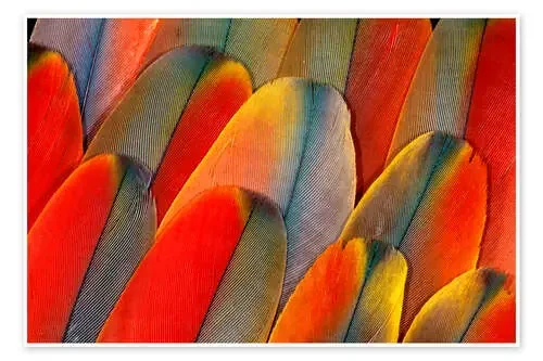 Plumaje de un guacamayo de Darrell Gulin Danita Delimont