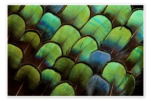 Plumas de faisán verde de Darrell Gulin Danita Delimont