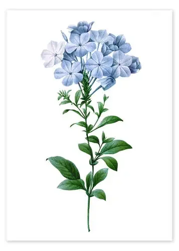 Plumbago Coerulea de Pierre Joseph Redouté Master Collection