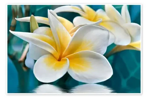 Plumeria de Atteloi