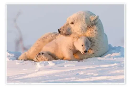 Polar bear and cubs, Wapusk National Park, Hudson Bay, Canada II de David Jenkins Robert Harding