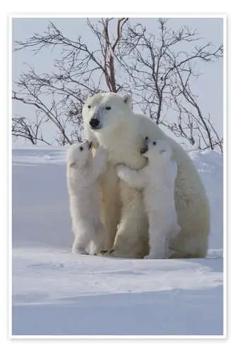 Polar bear and cubs, Wapusk National Park, Hudson Bay, Canada III de David Jenkins Robert Harding