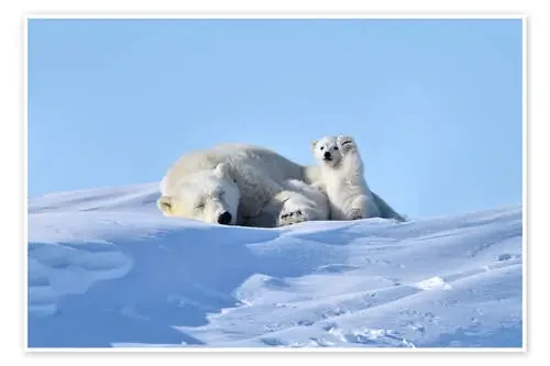 Polar bear mother and cub Science Photo Library