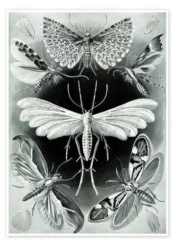 Polillas, Tineidae (Obras de arte de la naturaleza, 1899) de Ernst Haeckel Master Collection