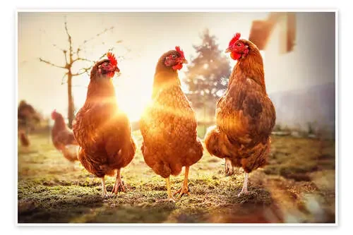 Pollos en la pasarela de Gabi Stickler