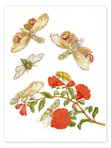 Pomegranate with Lantern Fly and Cicada de Maria Sibylla Merian Master Collection