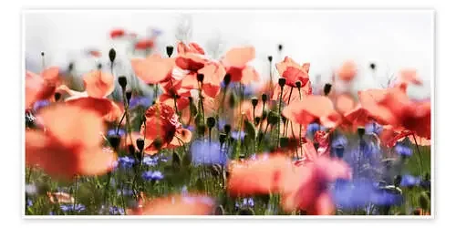 Poppies and Cornflowers de Lichtspielart
