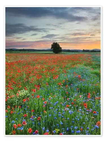 Poppies de Rainer Mirau