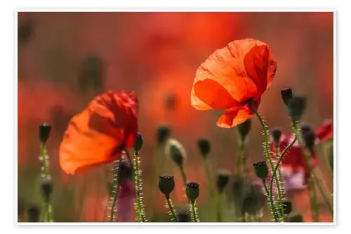 Poppies in Provence de Christian Müringer