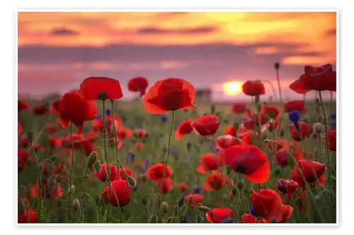 Poppies in sunset de Steffen Gierok