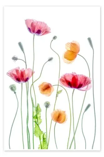 Poppy dance de Mandy Disher