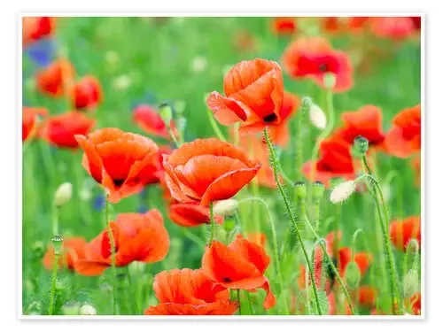 Poppy Editors Choice