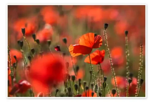 Poppy field in Provence (France) de Christian Müringer