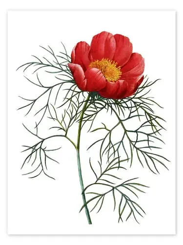 Poppy I de Pierre Joseph Redouté Master Collection