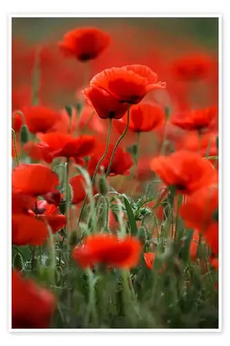 Poppy Meadow de Nailia Schwarz
