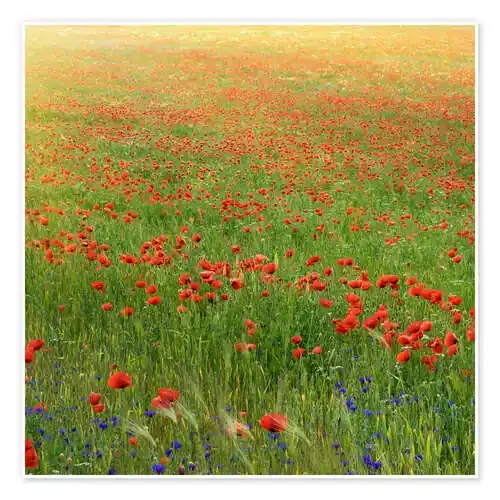 Poppy meadow Editors Choice
