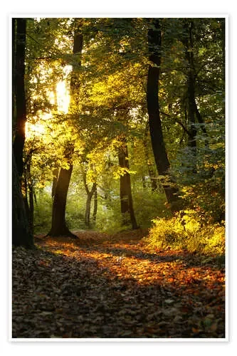 Por la tarde en el bosque Editors Choice