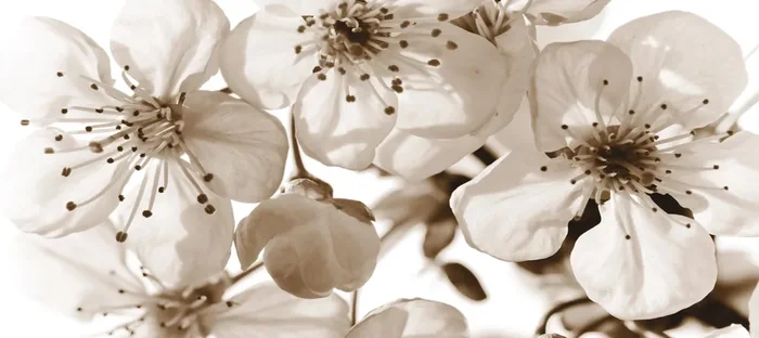 póster decorativo flores beige de Sanders & Sanders – 600915