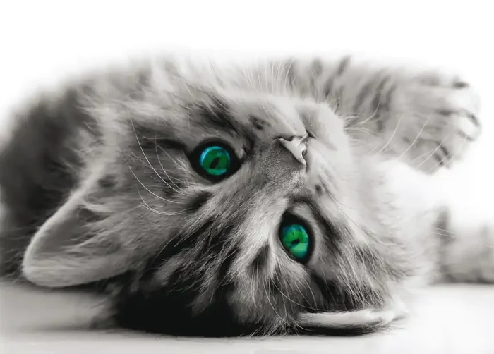 póster decorativo gato gris de Sanders & Sanders – 600684