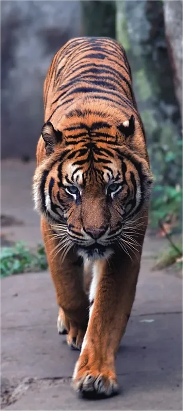 póster decorativo gato naranja y gris de Sanders & Sanders – 600785