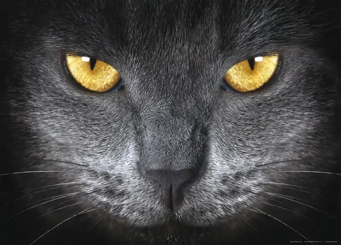 póster decorativo gato negro y amarillo de Sanders & Sanders – 600701