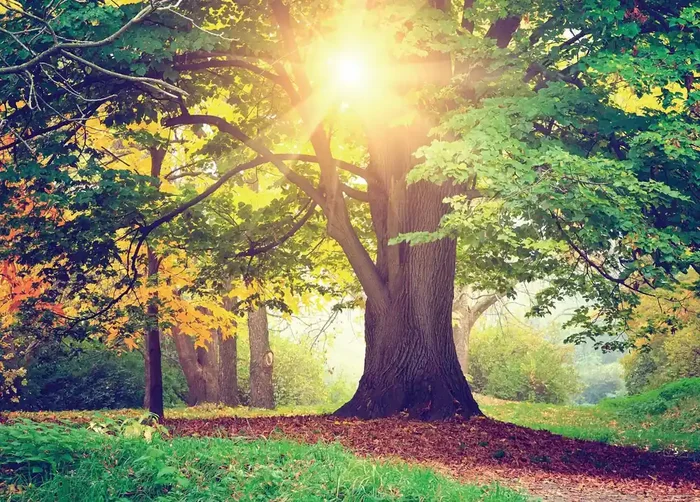 póster decorativo paisaje boscoso verde, amarillo y marrón de Sanders & Sanders – 600709