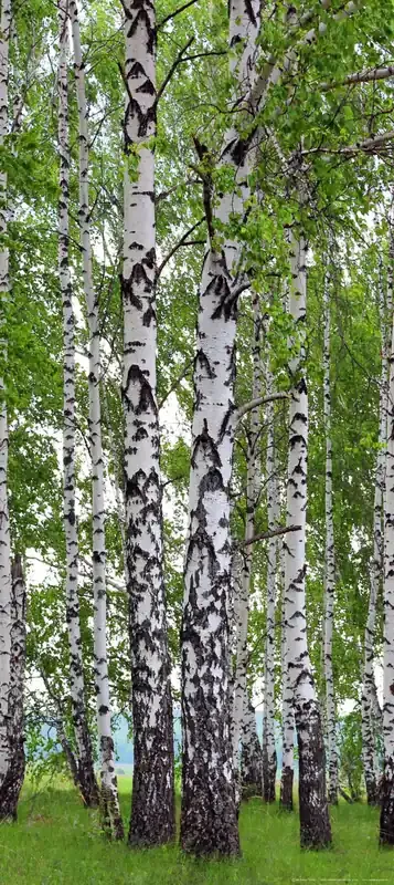 póster decorativo paisaje boscoso verde, blanco y azul de Sanders & Sanders – 600816
