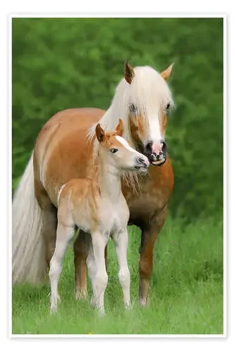 Potro de Haflinger con su madre de Katho Menden