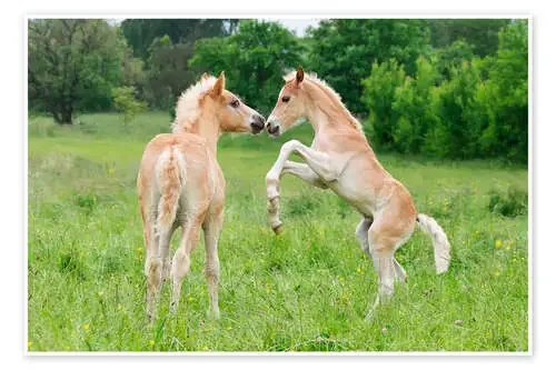 Potros de raza haflinger jugando de Katho Menden