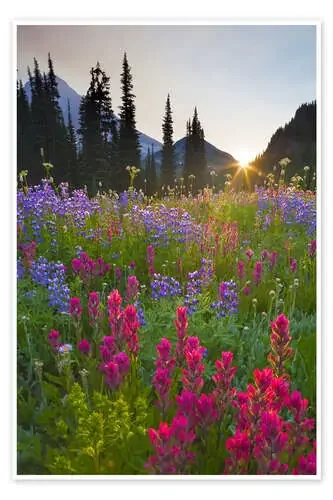 Prado de flores al amanecer de Gary Luhm Danita Delimont